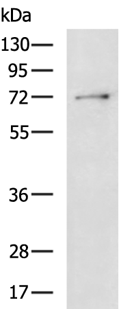 Rabbit Polyclonal Antibody to TRIM47
