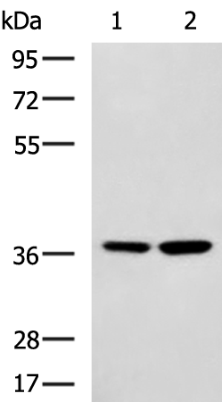 Rabbit Polyclonal Antibody to MAFB
