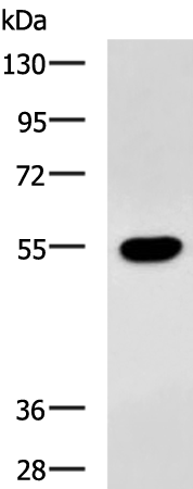 Rabbit Polyclonal Antibody to CX3CR1