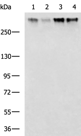 Rabbit Polyclonal Antibody to CUBN