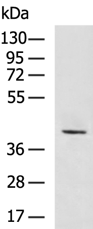 Rabbit Polyclonal Antibody to ACKR3