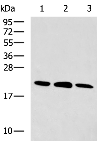 Rabbit Polyclonal Antibody to GKN1