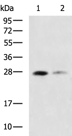 Rabbit Polyclonal Antibody to MOG