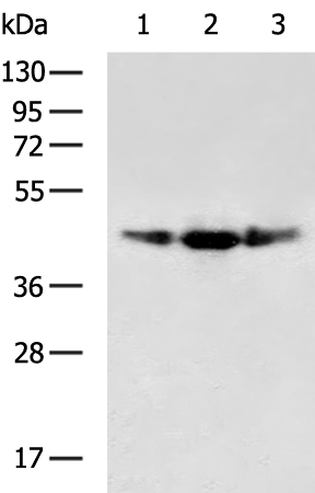 Rabbit Polyclonal Antibody to CD34