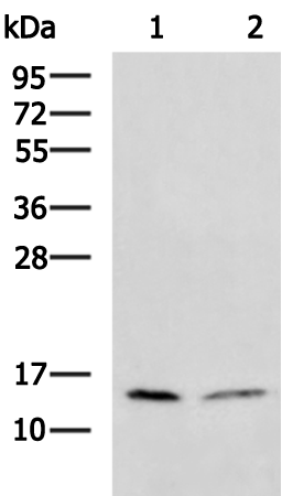 Rabbit Polyclonal Antibody to BAGE2