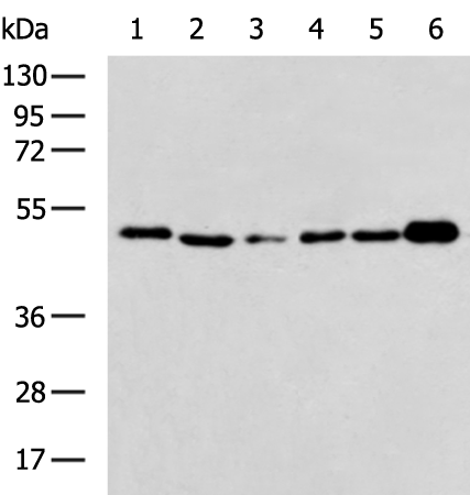 Rabbit Polyclonal Antibody to CD274