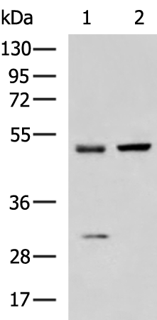 Rabbit Polyclonal Antibody to DMTN