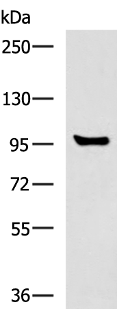 Rabbit Polyclonal Antibody to GPRC6A