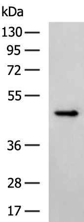 Rabbit Polyclonal Antibody to PAX5