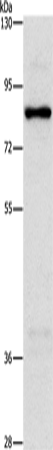 Rabbit Polyclonal Antibody to NOL9