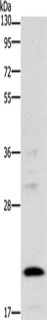 Rabbit Polyclonal Antibody to BNIP3