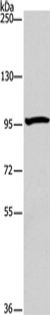 Rabbit Polyclonal Antibody to ATG9A