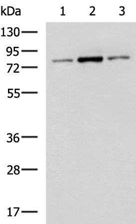 Rabbit Polyclonal Antibody to BAP1