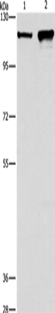 Rabbit Polyclonal Antibody to CAPRIN1