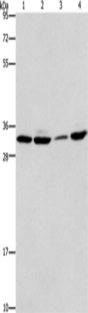 Rabbit Polyclonal Antibody to BMI1