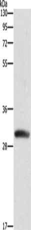 Rabbit Polyclonal Antibody to DCK