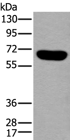 Rabbit Polyclonal Antibody to ACVR1