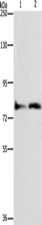 Rabbit Polyclonal Antibody to ASAH2