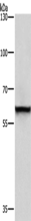 Rabbit Polyclonal Antibody to TRIP4