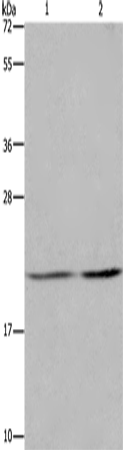Rabbit Polyclonal Antibody to ASF1A