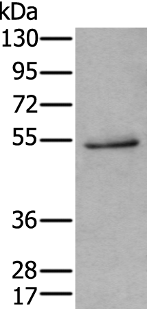 Rabbit Polyclonal Antibody to HTR3C