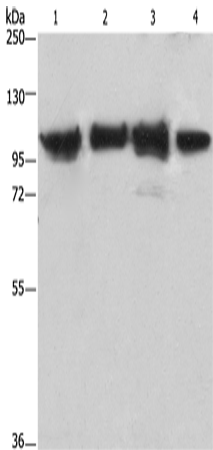 Rabbit Polyclonal Antibody to ACTN4