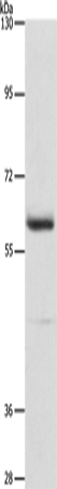 Rabbit Polyclonal Antibody to AIFM3