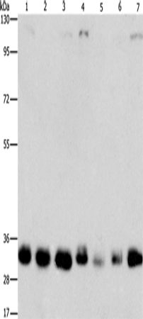 Rabbit Polyclonal Antibody to MPG