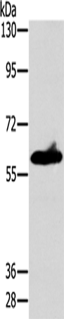 Rabbit Polyclonal Antibody to ASB3