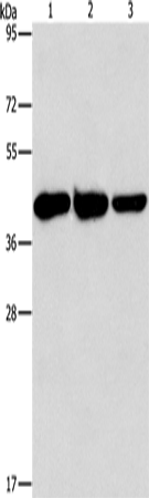 Rabbit Polyclonal Antibody to GOT1