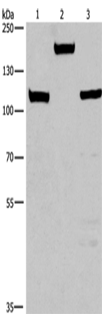 Rabbit Polyclonal Antibody to TP53BP2