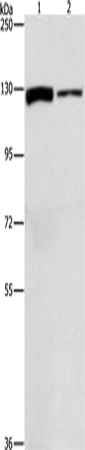 Rabbit Polyclonal Antibody to ACLY