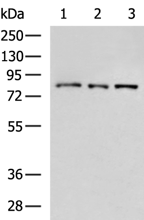 Rabbit Polyclonal Antibody to ATXN1