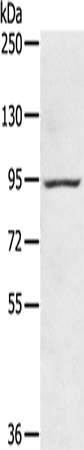 Rabbit Polyclonal Antibody to AXIN2
