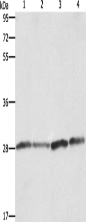 Rabbit Polyclonal Antibody to BCAP31