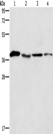 Rabbit Polyclonal Antibody to BCAT2