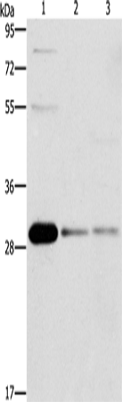 Rabbit Polyclonal Antibody to BCL10