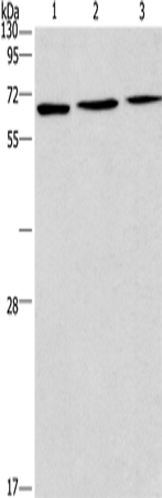 Rabbit Polyclonal Antibody to BIN3