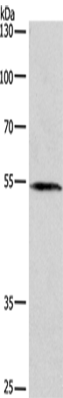 Rabbit Polyclonal Antibody to BLK