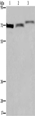 Rabbit Polyclonal Antibody to ARNTL