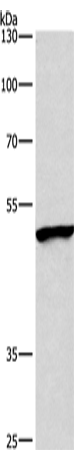 Rabbit Polyclonal Antibody to BMP15