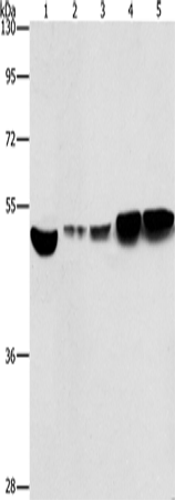 Rabbit Polyclonal Antibody to ENO1