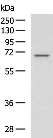 Rabbit Polyclonal Antibody to ZMYND11