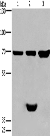 Rabbit Polyclonal Antibody to CABLES1
