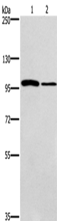 Rabbit Polyclonal Antibody to CARD14