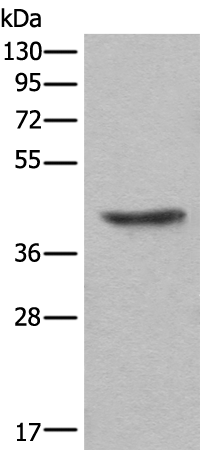Rabbit Polyclonal Antibody to TNNT2