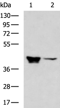 Rabbit Polyclonal Antibody to CATSPER3
