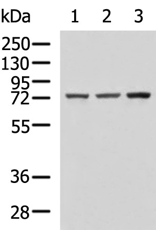 Rabbit Polyclonal Antibody to ENG