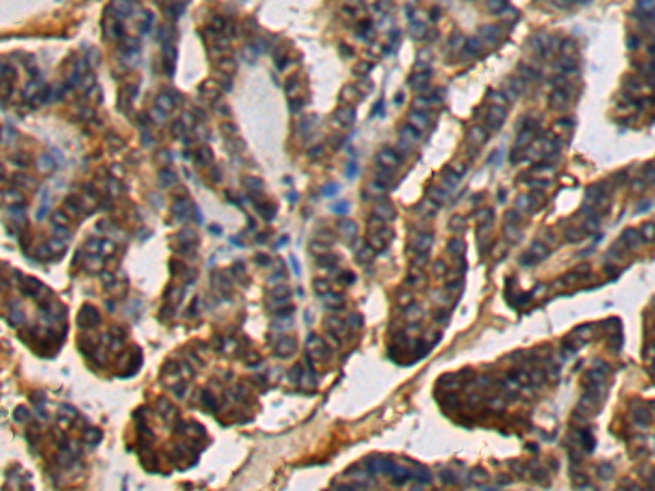 Rabbit Polyclonal Antibody to TNFRSF9