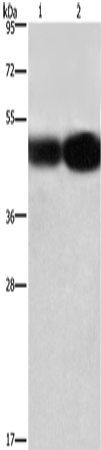 Rabbit Polyclonal Antibody to BSG